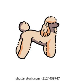 Poodle color line icon. Dog breed. Pictogram for web page, mobile app, promo.