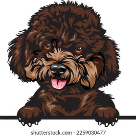 Poodle Color Peeking Dogs. Color image of a dogs head isolated on a white background. Dog portrait, Vector illustration