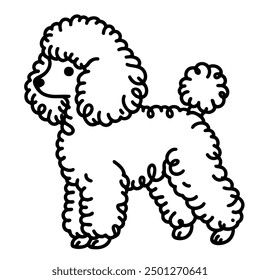 A poodle with a curly tail and a cute face. The poodle is standing up and looking at the camera