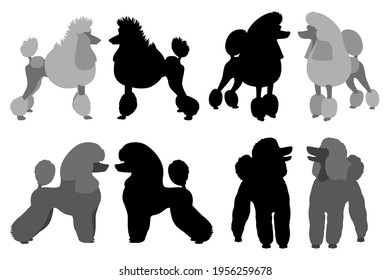 Poodle with different haircuts. Flat design and silhouette. Vector illustration on white background.