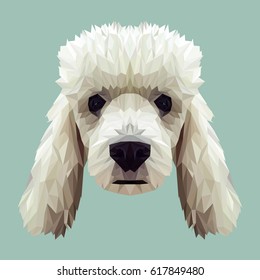 Poodle dog animal low poly design. Triangle vector illustration.