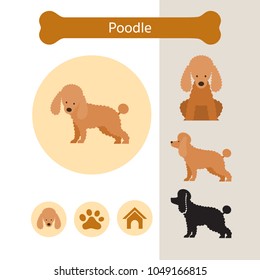 Poodle Dog Breed Infographic, Illustration, Front and Side View, Icon