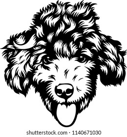 Poodle dog breed pet 