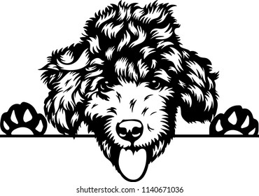 Poodle dog breed pet 