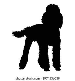 Poodle Dog (Canis lupus) Standing On a Front View Silhouette Found In Map Of Europe. Good To Use For Element Print Book, Animal Book and Animal Content