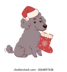 Poodle dog with christmas sock and santa hat. Vector illustration in flat style on white background.