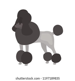 Poodle dog color vector icon. Flat design