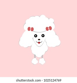 Poodle dog color white so happy.