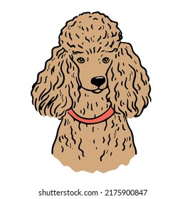Poodle dog face. Vector cartoon portrait of a dog. Pets, dog lovers, animal themed design element isolated on white background.