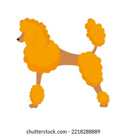 Poodle dog in flat style on white background. Curly red hair. Isolated vector illustration. 