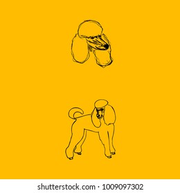 Poodle dog. Head. Vector illustration.