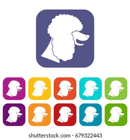 Poodle dog icons set vector illustration in flat style In colors red, blue, green and other