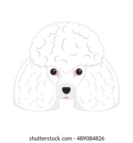 Poodle dog isolated on white background vector illustration