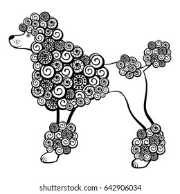 Poodle dog isolated on white background. Vector Illustration