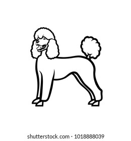 Poodle dog - isolated vector illustration