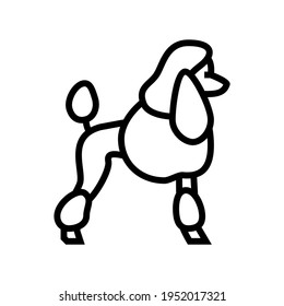 poodle Hund Linie Symbol Vektorgrafik. Poodle Hund Schild. isoliertes Kontursymbol