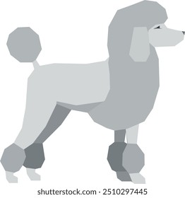 Poodle dog side view. Cute pet. Domestic animal