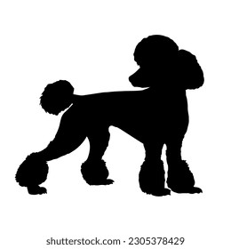 Poodle dog silhouette isolated on a white background. Vector illustration