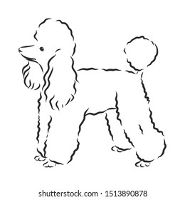 poodle dog sketch, contour vector illustration 