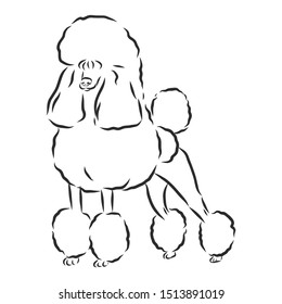 poodle dog sketch, contour vector illustration 