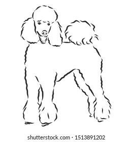 Poodle Dog Sketch, Contour Vector Illustration 