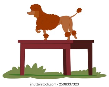 Poodle Dog Standing On A Table During An Outdoor Training Session. Brown Poodle Is Depicted In A Cartoon Style, Showcasing Obedience And Training Concepts. Vector Illustration