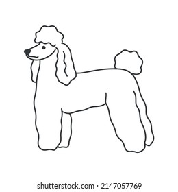 Poodle dog stands doodle style vector illustration. Fluffy curly white domestic pet isolated object. Cute groomed dog cartoon