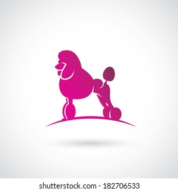 Poodle dog - vector illustration