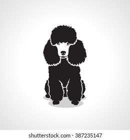 Poodle dog - vector illustration
