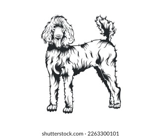 Poodle Dog Vector Illustration, Poodle breed Vector on White Background for t-shirt , logo and others