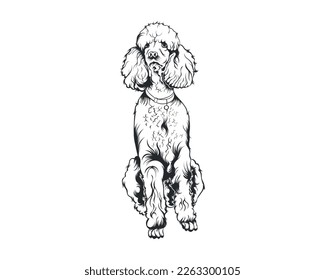 Poodle Dog Vector Illustration, Poodle breed Vector on White Background for t-shirt , logo and others