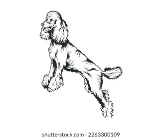 Poodle Dog Vector Illustration, Poodle breed Vector on White Background for t-shirt , logo and others