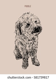 Poodle  dog vector illustration. Hand drawn dog sketch line art.