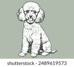 A Poodle dog. Very cute.Vector Dog illustrations , Hand Draw