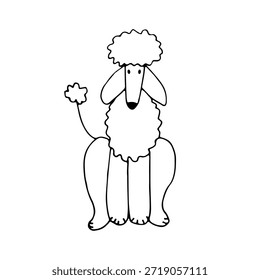 Poodle, an elegant and active dog breed. Doodle. Vector illustration. Hand drawn. Outline.