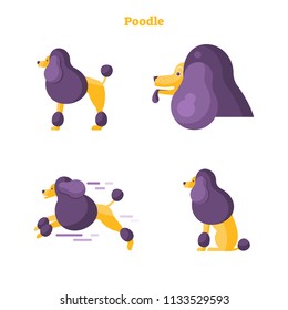 Poodle flat vector illustration collection set. Isolated standing, running, sitting and closeup funny and simple drawn dog with hairdresser purple fur. Obedient and trained cynology pet example.