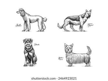 Poodle, German shepherd, rottweiler, yorkshire terrier. Dogs In This Drawing. Different breeds of domestic animals. Puppy characters. Engraved hand drawn monochrome sketch. Vintage line art.