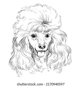 Poodle hand drawing dog