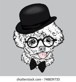 Poodle in a hat and glasses. Vector illustration. Clothes and accessories. Fashion & Style.