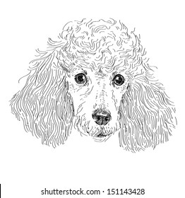 Poodle head isolated in vector