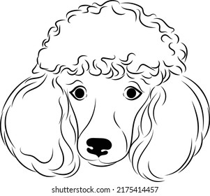 Poodle Head Outline Drawing Of Pet Dog