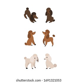 Poodle icon set. Different type of  poodle. Vector illustration for prints, clothing, packaging, stickers.