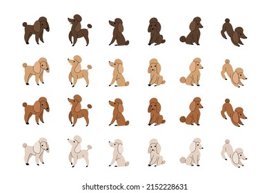 Poodle icon set. Different type of  poodle. Vector illustration for prints, clothing, packaging, stickers.