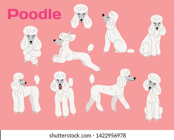 Poodle-Illustration in verschiedenen Posen, Hundehosen, Hunderasse