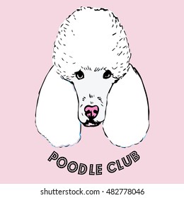 Poodle isolated on pink background. Purebred white dog face hand drawn sketch. 