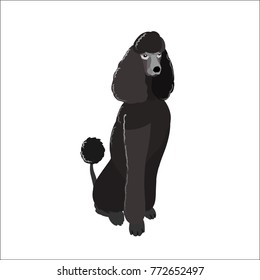 The poodle isolated on white background, vector illustration dog.