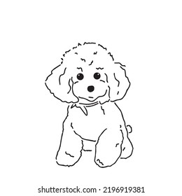 Poodle, minimalist style, cute puppy.