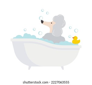 Poodle on bath flat icon Dog bathe Favourite yellow duck