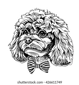 Poodle puppy portrait with a bow. Vector illustration.