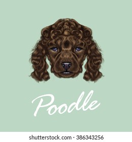 Poodle Puppy portrait. Vector illustrated portrait of brown dog on blue background.